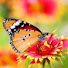 S7hgEW_VR-0-channel-avatar-samaha-creations 