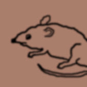 sample rat