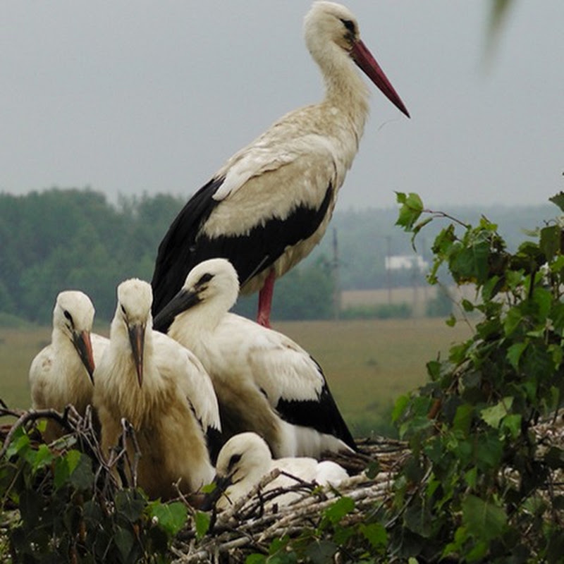 LIVE Stork Nest logo