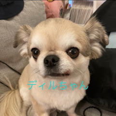 チワワのディルチャンネル