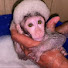 R366EHm9_fU-channel-avatar-Monkey PiPi
