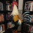 WnawPHn64No-channel-avatar-The Busted Shelf
