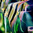 @shadabAquaticlife Avatar