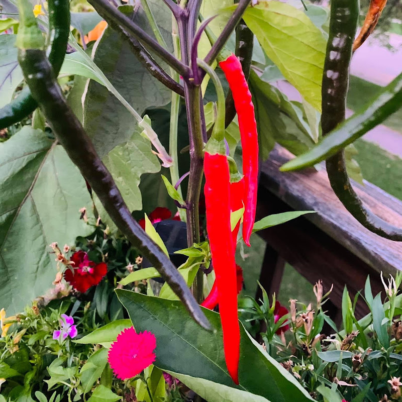 Spoonful of Life