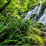 oOcfqBoSmNo-channel-avatar-Green Forest Soundscape