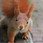 Cologne Squirrels logo