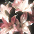 DOwcVrdCyrc-channel-avatar-Pimprenelle ⋆˚࿔