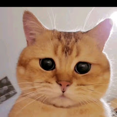 히글