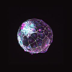 Nicolas Rivron Lab.