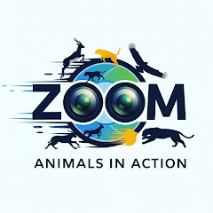 ZOOM – Animals in Action