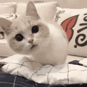 ㍿