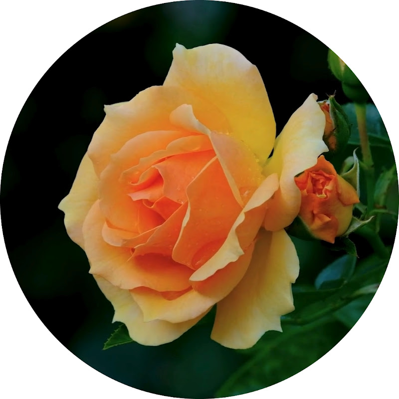 Dream Rose Garden Logo