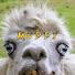 OntIyRoaDvM-channel-avatar-Muddy