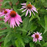 BK-PAOjQTPI-channel-avatar-Native Plants Near Lake Ontario