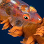 Underwater Vanuatu YouTube Profile Photo