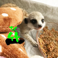 ・ミーアキャットの竹・ちく