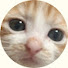 Y4joUBoWQ50-channel-avatar-猫Cat-ch