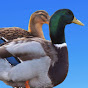 Rouen Ducks UK logo
