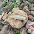 2kGEsKy-oyU-channel-avatar-BRS Fishing Productions 