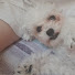 몽투부