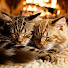 lv1edJhIGMg-channel-avatar-Sleepy Kitty Time