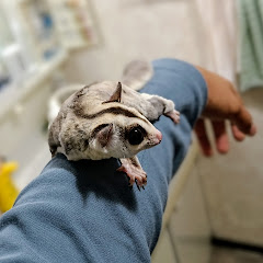 ツノガエルアイコン画像