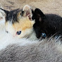 Sacred Hearts Rescue 