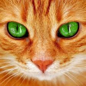 Beautiful CATs