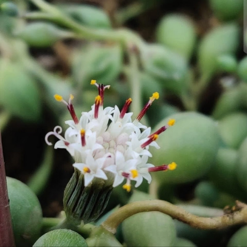 Happy Gardening