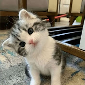 ViralCats