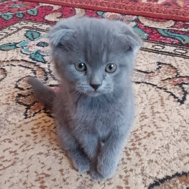 CAT MONSTR