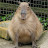 @Ponosik_capybara