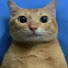 qjMljh-xwZE-channel-avatar-Horrorcat