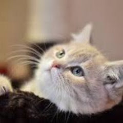 宠物学纪事アイコン画像