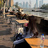 _24Qf7rUKBg-channel-avatar-ふじこねこ