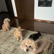 花咲にゃあごろう