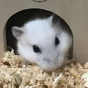 ハムブログ