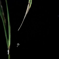 Rain Drops