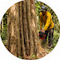 dGok8bbBg2Q-channel-avatar-Cưa Cây Hoàng Tính | Tree Removal