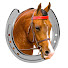 apSmqZY04Uc-channel-avatar-Magnificent Horses