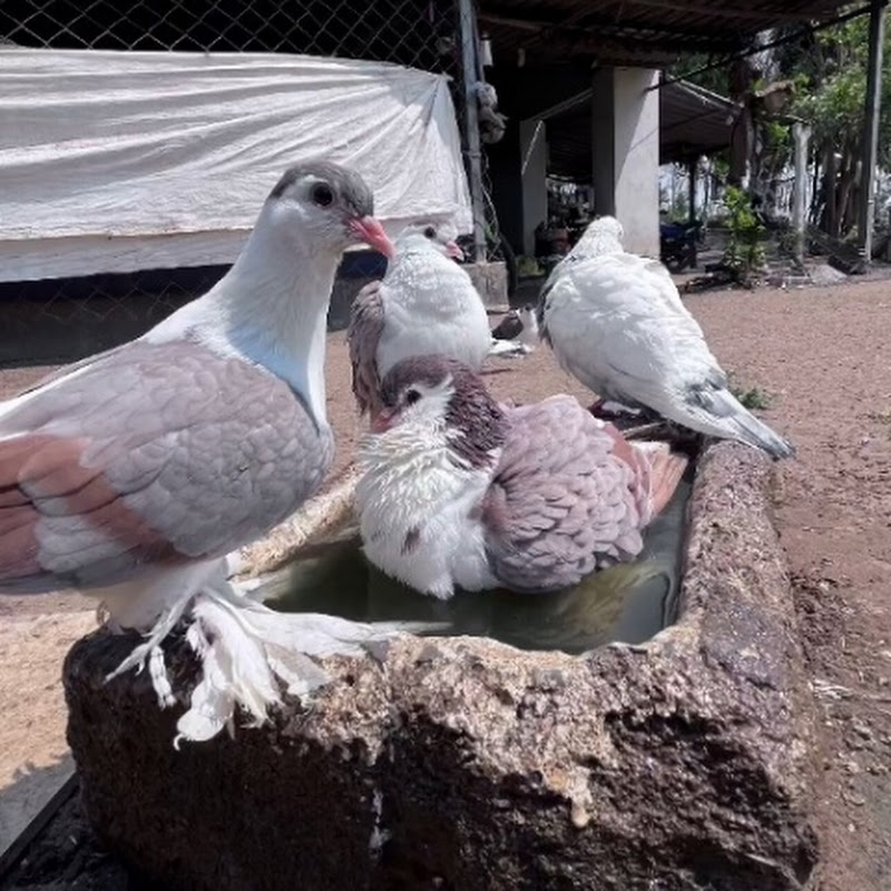 Hire @Baz.Baz.7665 — Pets & Animals YouTube creator for sponsorships