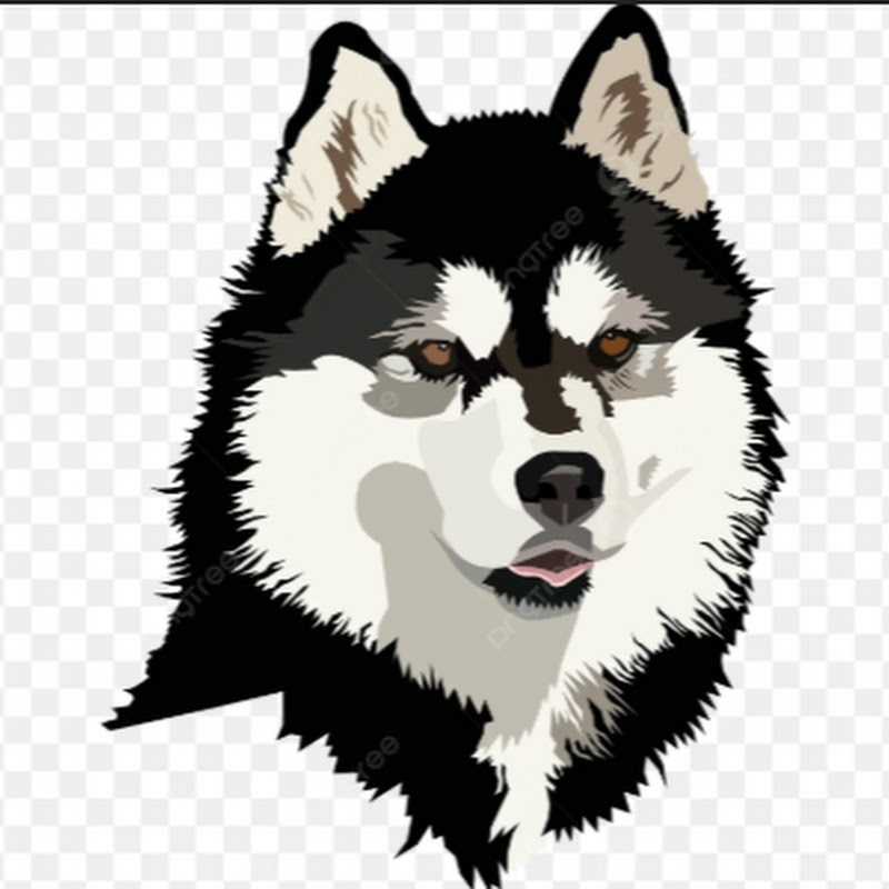 HuskyBhai