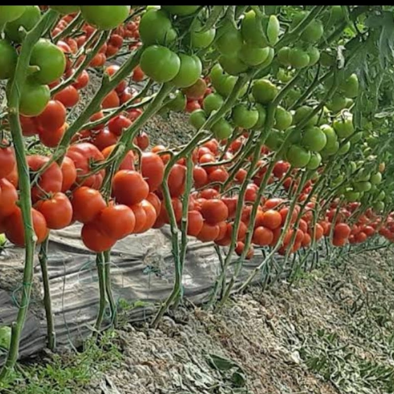 Bujqesia Shqiptare FIER