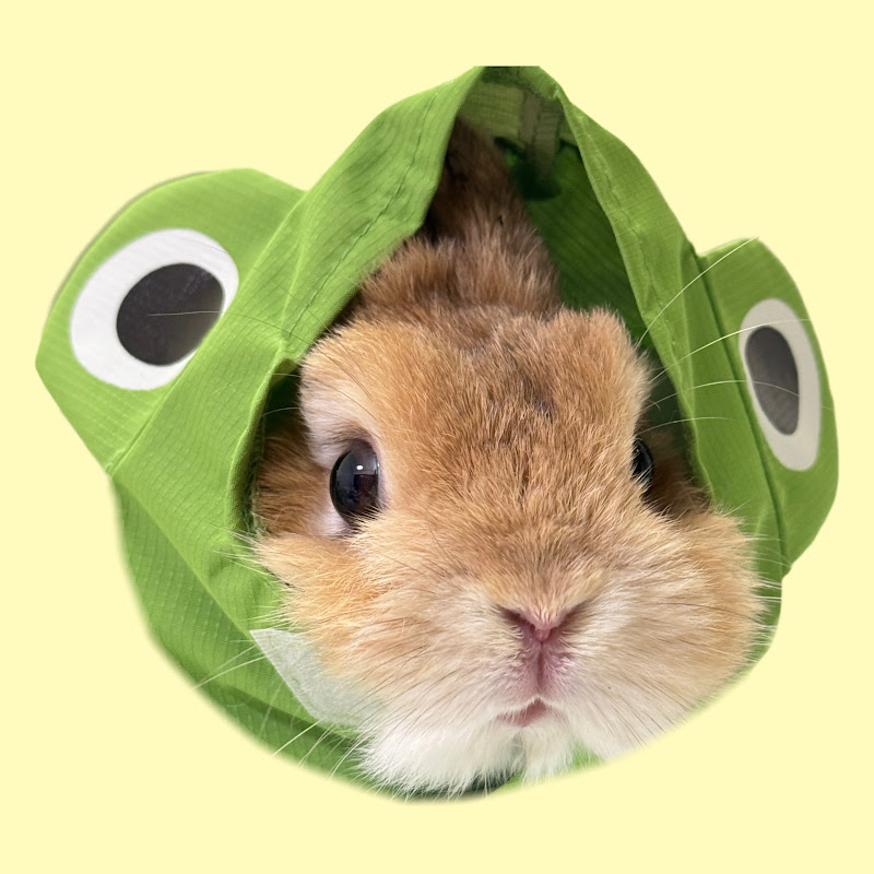 bunbun club🐰