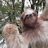 UH56v2iTSW0-channel-avatar-Sloth-Worx
