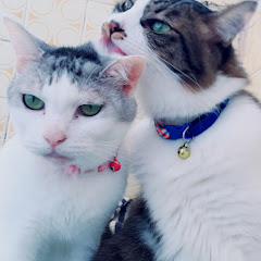 neko-road ねこロード