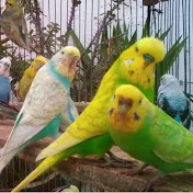 おはよう インコちゃん