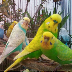 おはよう インコちゃん