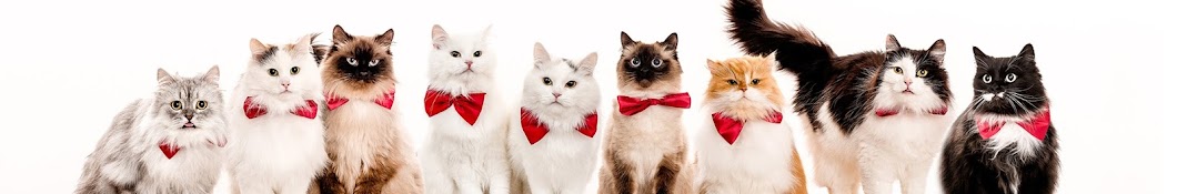 The Savitsky Cats رمز قناة اليوتيوب