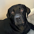 viV-bN_etIQ-channel-avatar-Rocky the Black Labrador